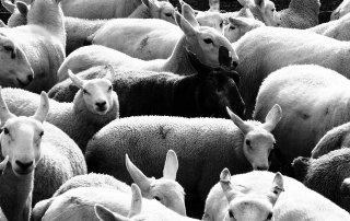 SEO - Schwarze Schafe vermeiden