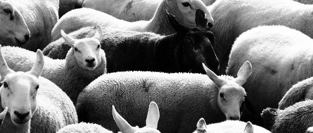 SEO - Schwarze Schafe vermeiden